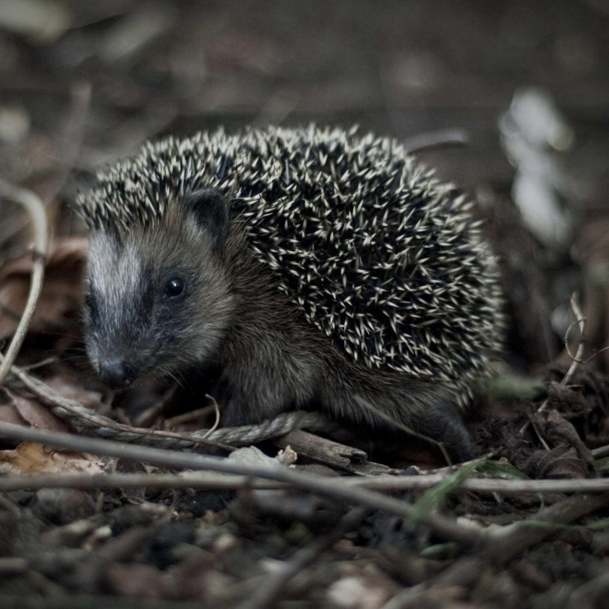 Forest Hedgehog wallpaper 2048x2048