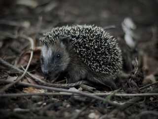 Sfondi Forest Hedgehog 320x240