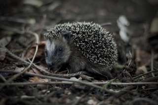 Forest Hedgehog - Obrázkek zdarma pro Nokia Asha 201