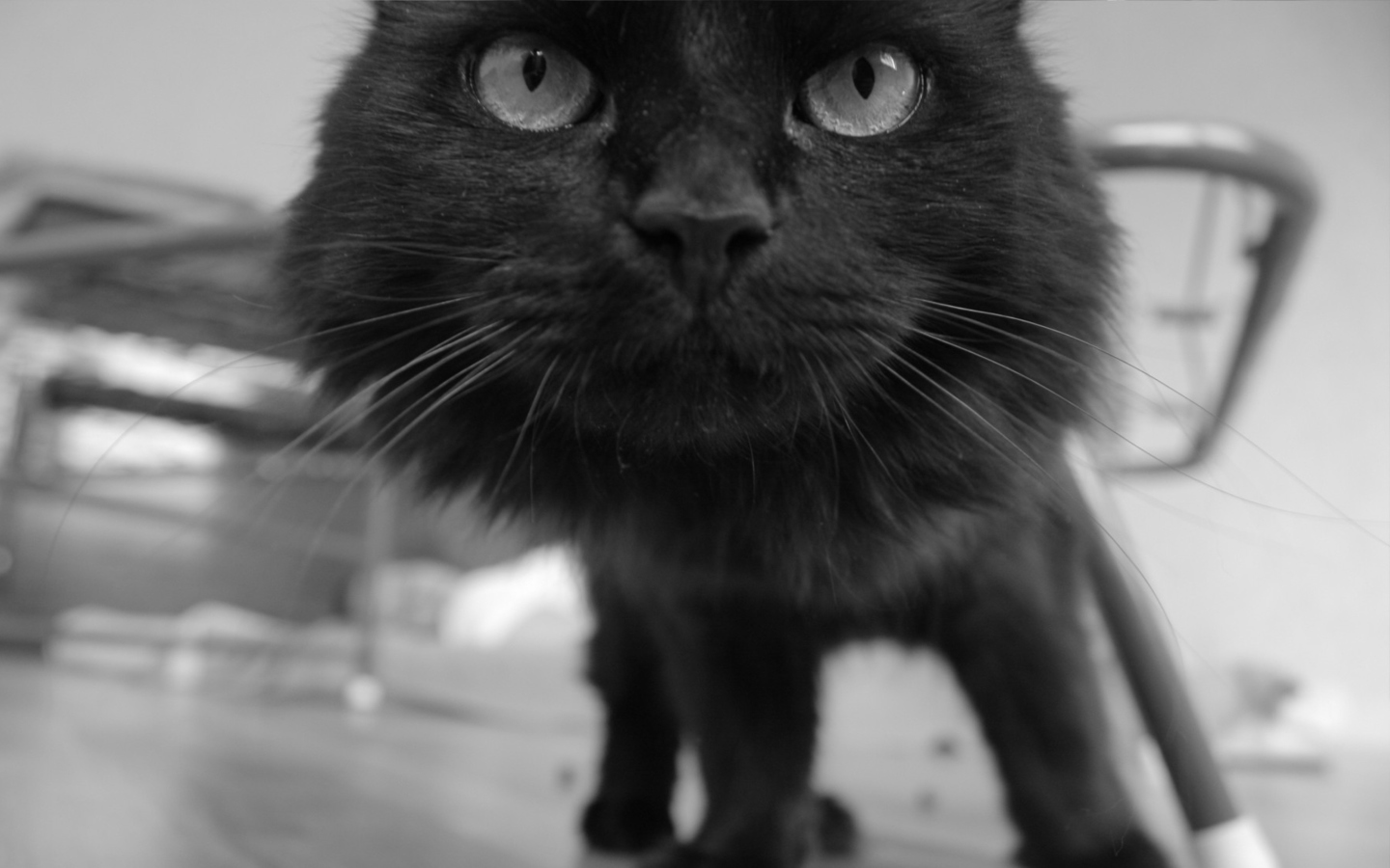 Screenshot №1 pro téma Black Curious Kitten 1440x900