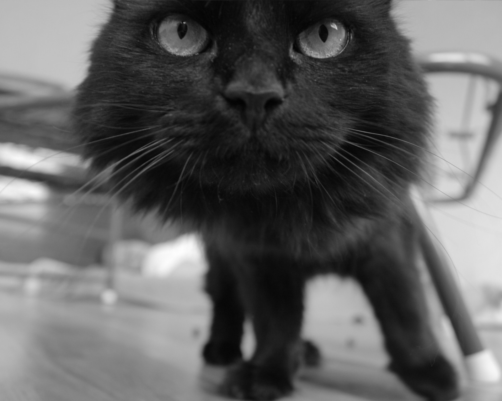 Fondo de pantalla Black Curious Kitten 1600x1280