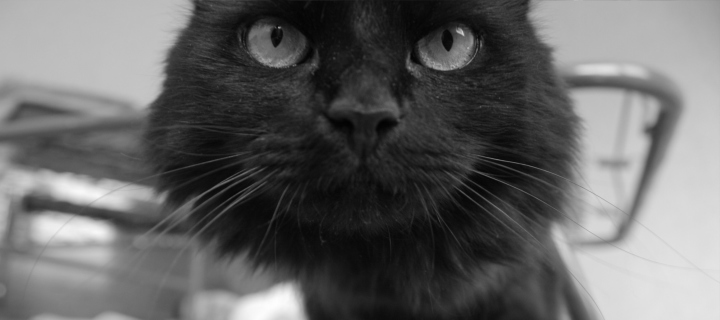 Das Black Curious Kitten Wallpaper 720x320