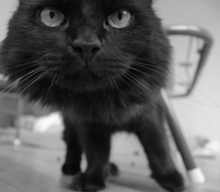 Black Curious Kitten papel de parede para celular para iPad