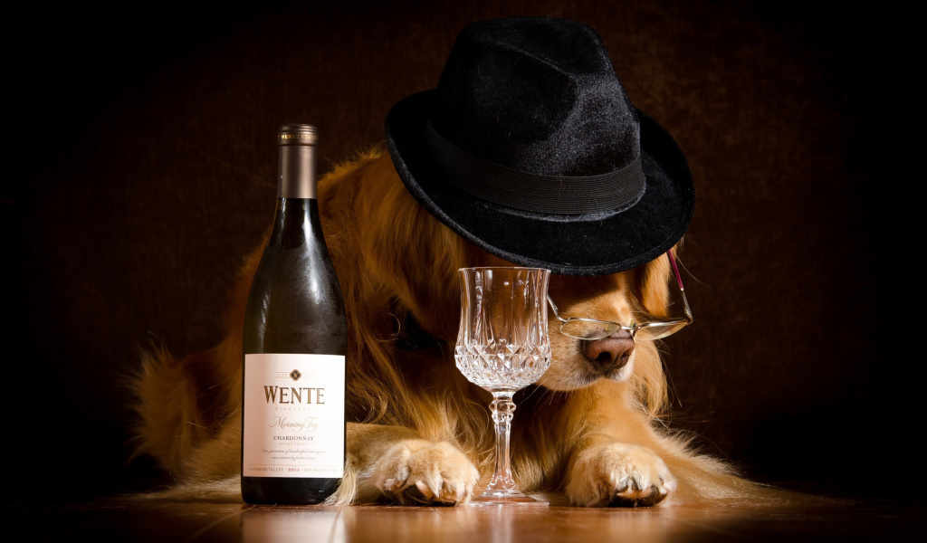 Fondo de pantalla Wine and Dog 1024x600