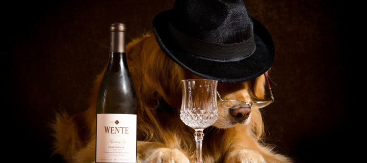 Обои Wine and Dog 720x320