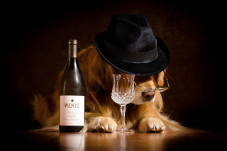 Обои Wine and Dog для андроид