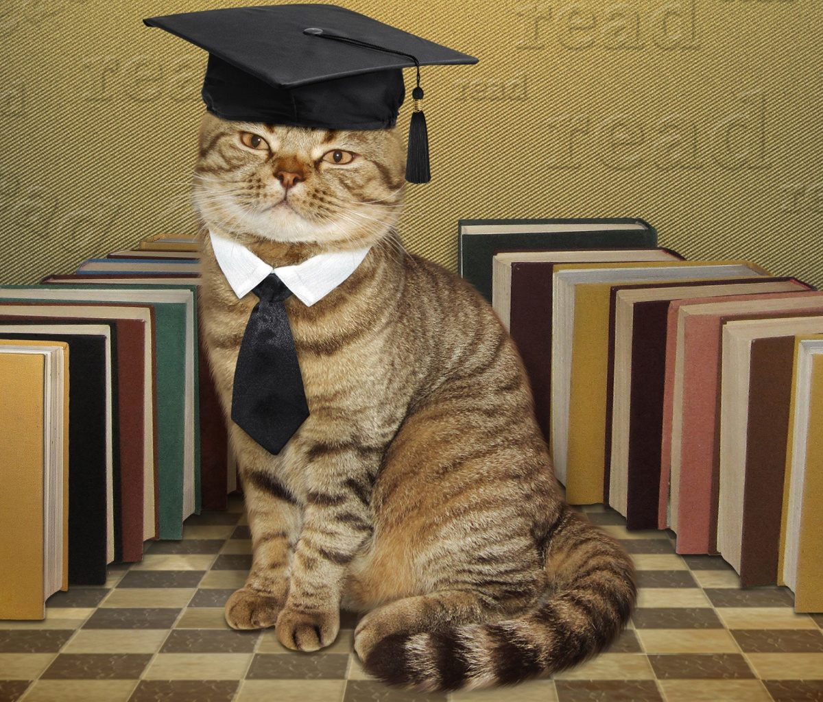Clever cat with Books screenshot #1 1200x1024