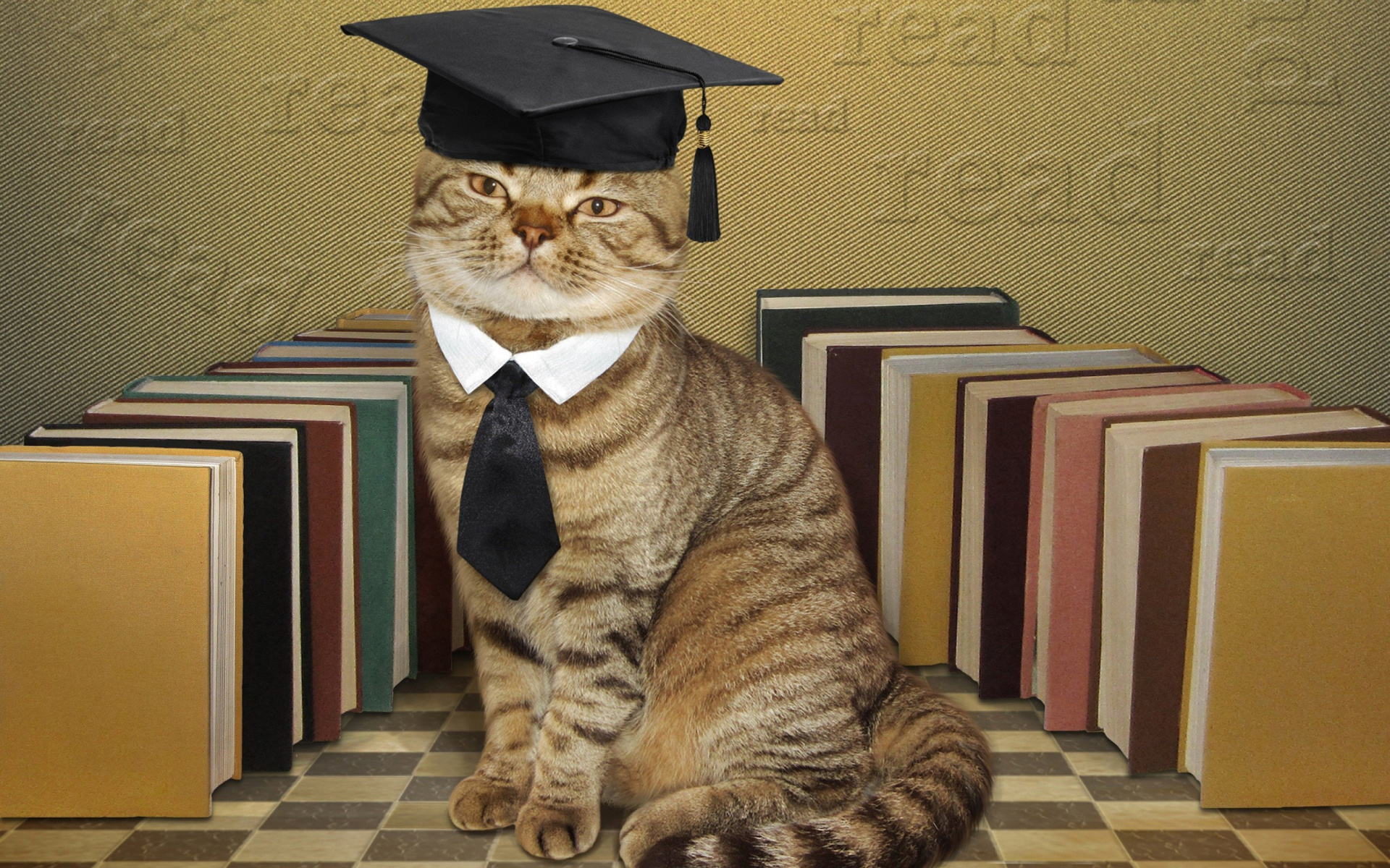 Clever cat with Books wallpaper 1920x1200