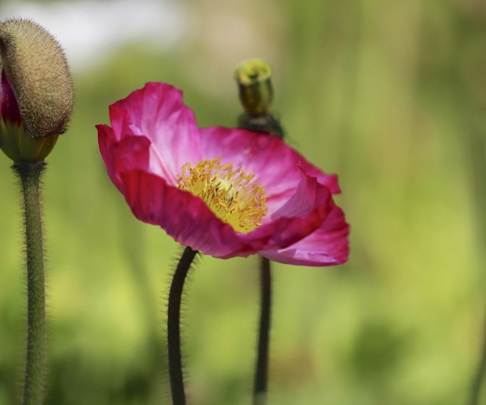 Screenshot №1 pro téma Purple Poppy Flower 960x800