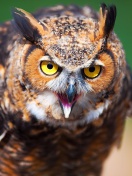 Обои Owl 132x176