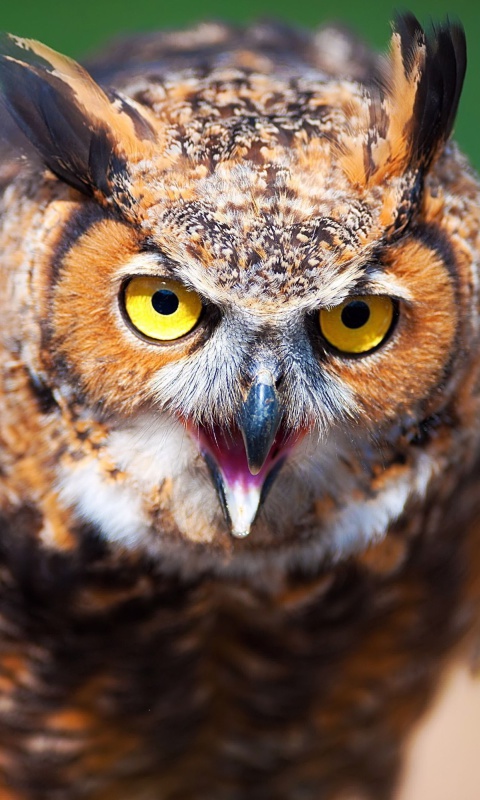 Das Owl Wallpaper 480x800