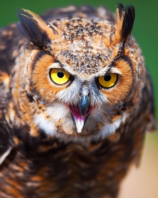 Owl - Obrázkek zdarma pro iPhone 4S