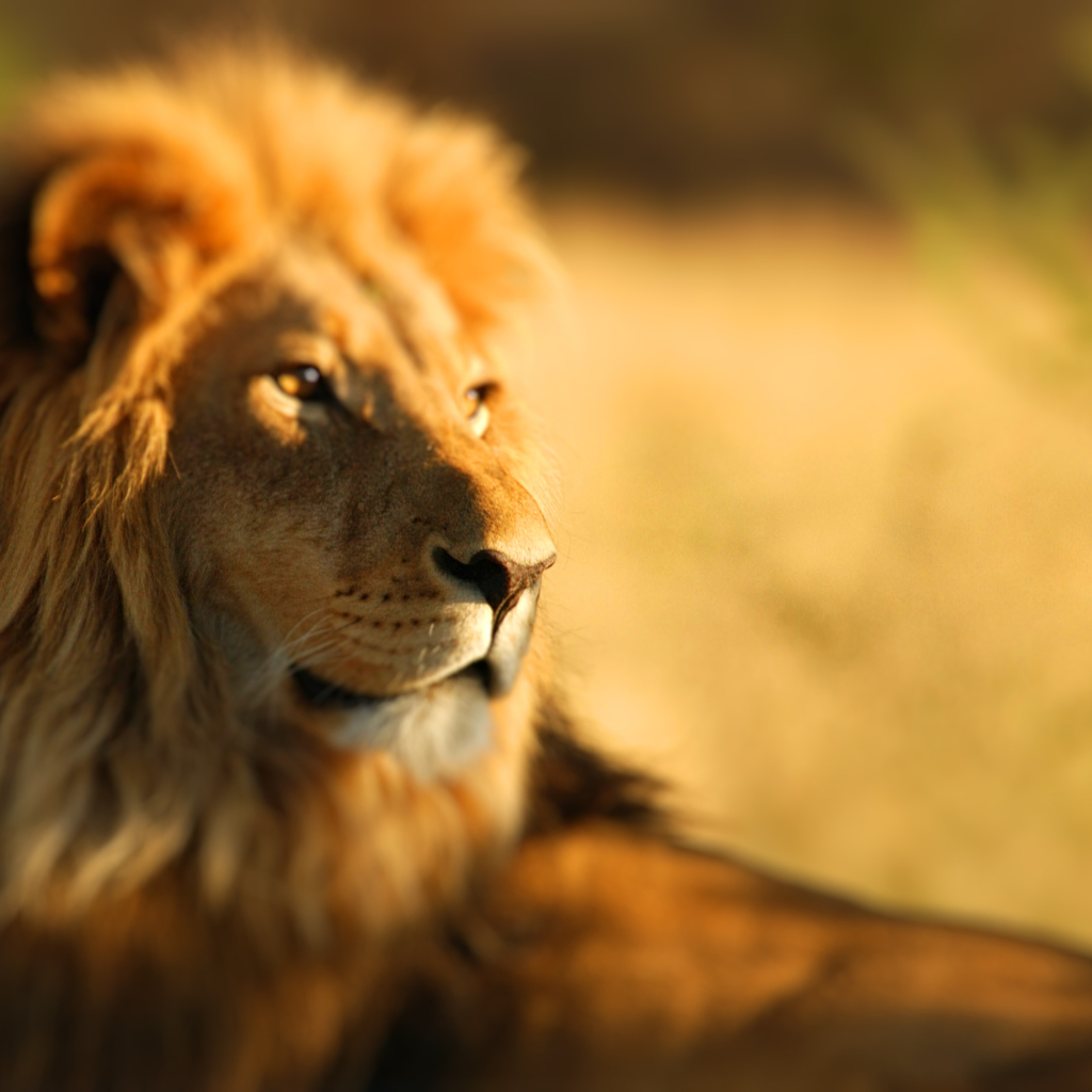 Sfondi King Lion 1024x1024