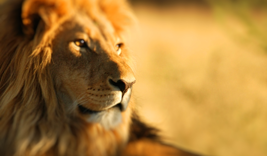 Sfondi King Lion 1024x600