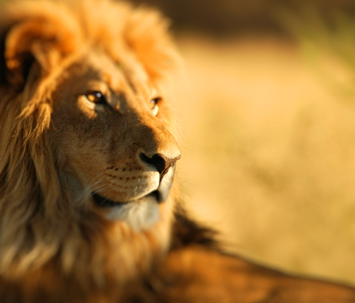 Fondo de pantalla King Lion 1200x1024