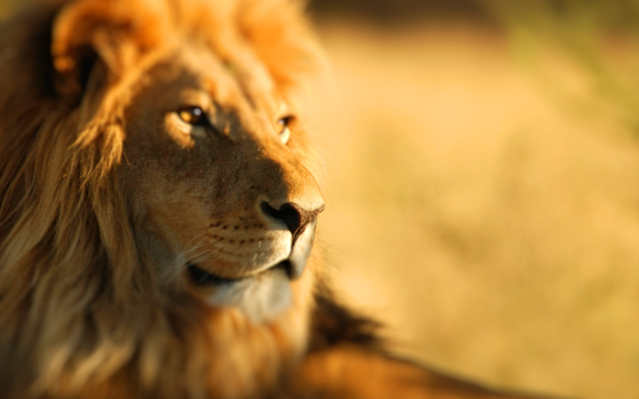 Fondo de pantalla King Lion 1280x800
