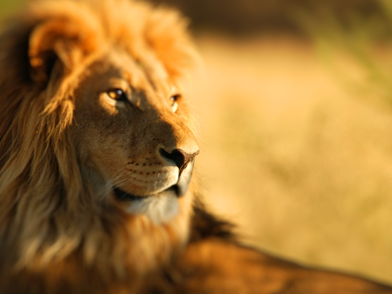 Fondo de pantalla King Lion 1280x960