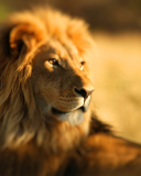 Das King Lion Wallpaper 128x160