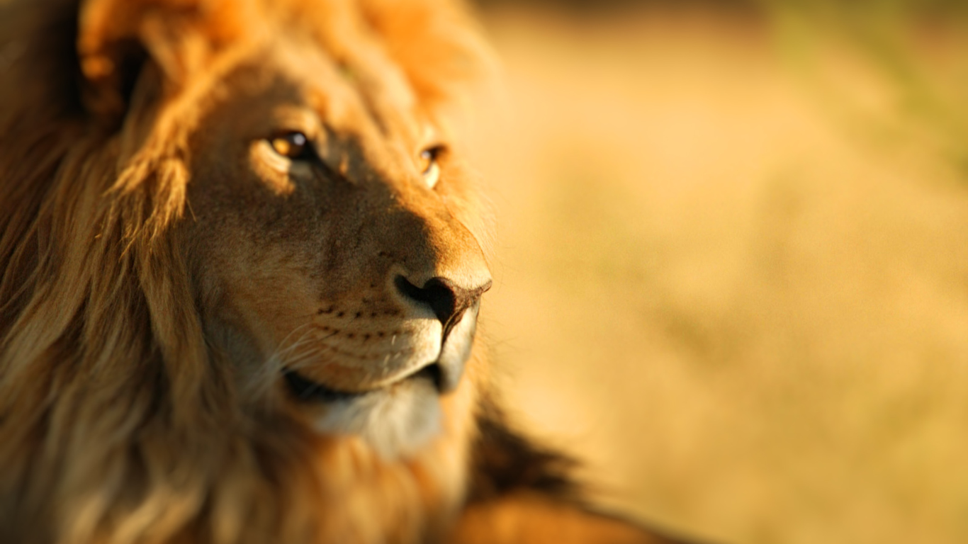 Das King Lion Wallpaper 1366x768