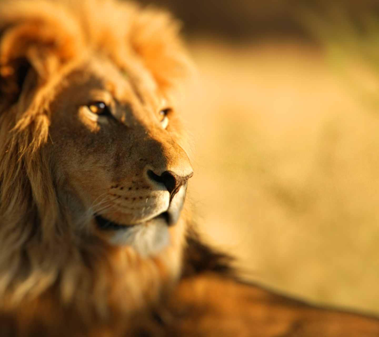 Das King Lion Wallpaper 1440x1280