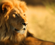 Fondo de pantalla King Lion 176x144