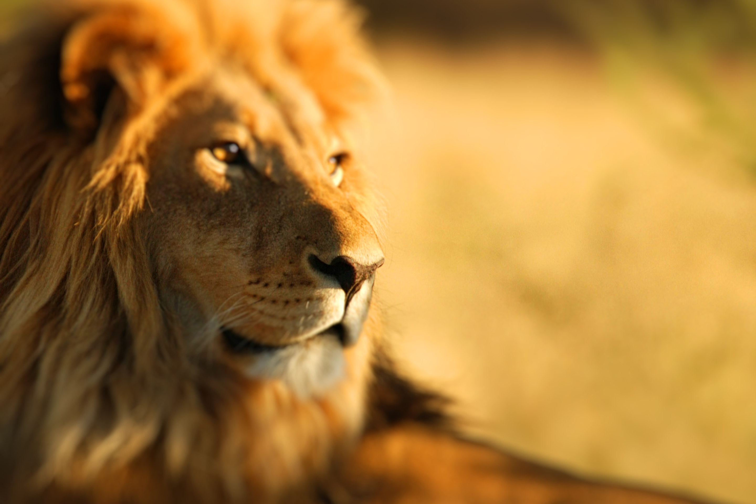 Fondo de pantalla King Lion 2880x1920