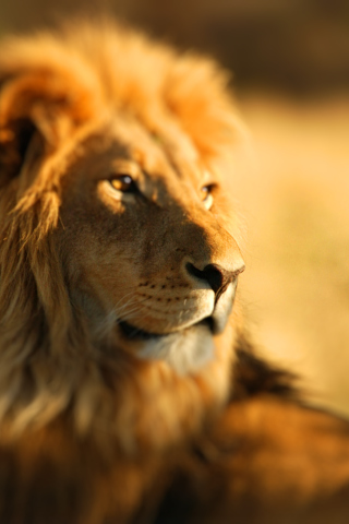 Fondo de pantalla King Lion 320x480
