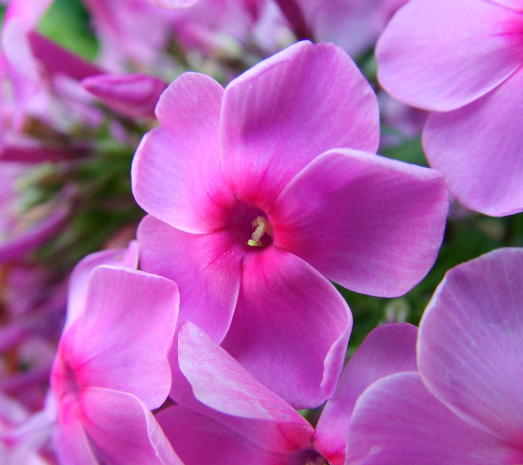 Phlox pink flowers screenshot #1 1080x960