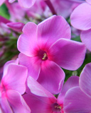 Screenshot №1 pro téma Phlox pink flowers 128x160