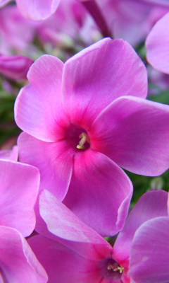 Screenshot №1 pro téma Phlox pink flowers 240x400
