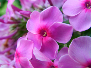 Sfondi Phlox pink flowers 320x240