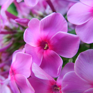 Phlox pink flowers Wallpaper for iPad mini