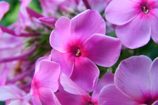 Phlox pink flowers Background for Android, iPhone and iPad