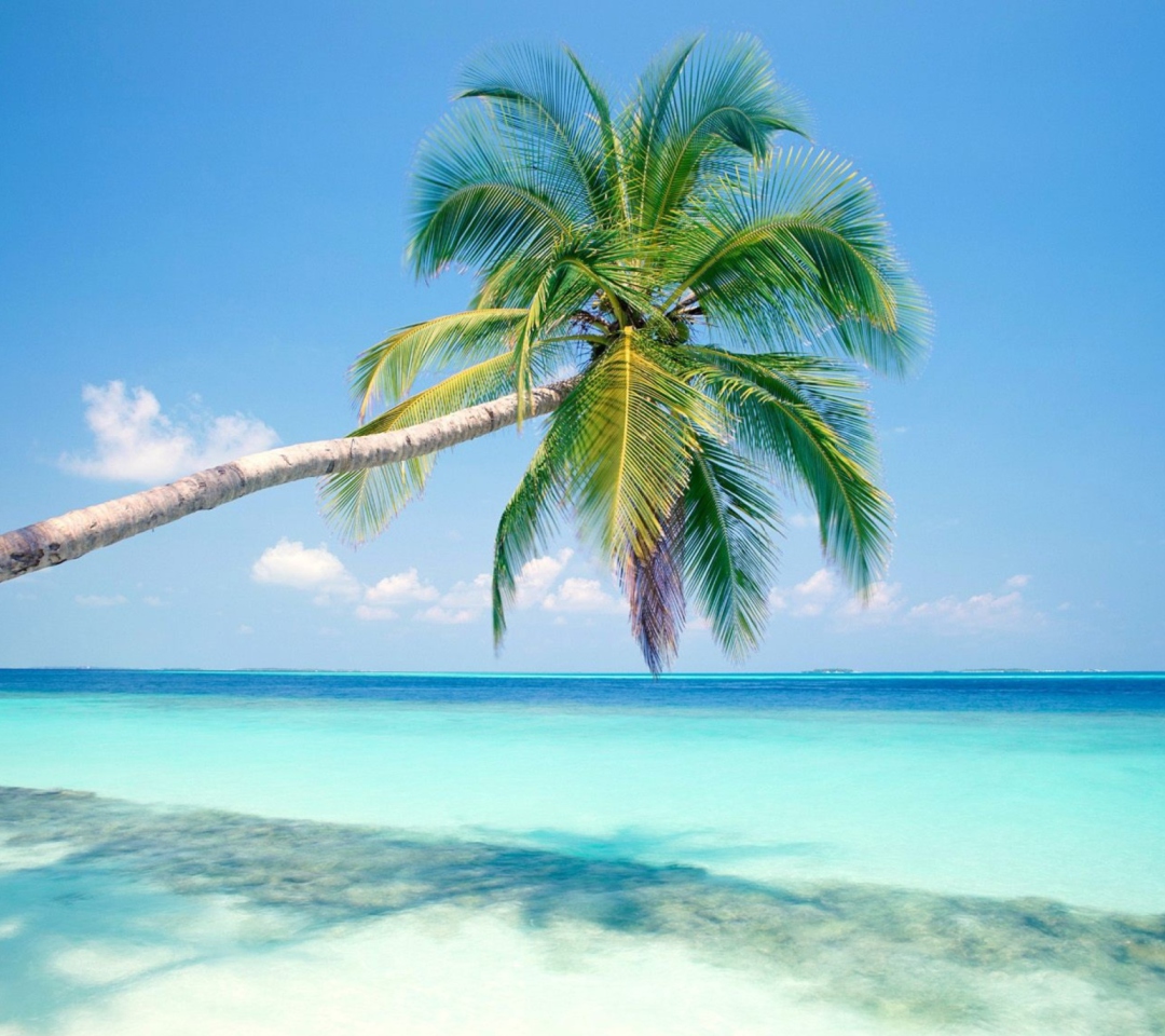 Обои Blue Shore And Palm Tree 1080x960