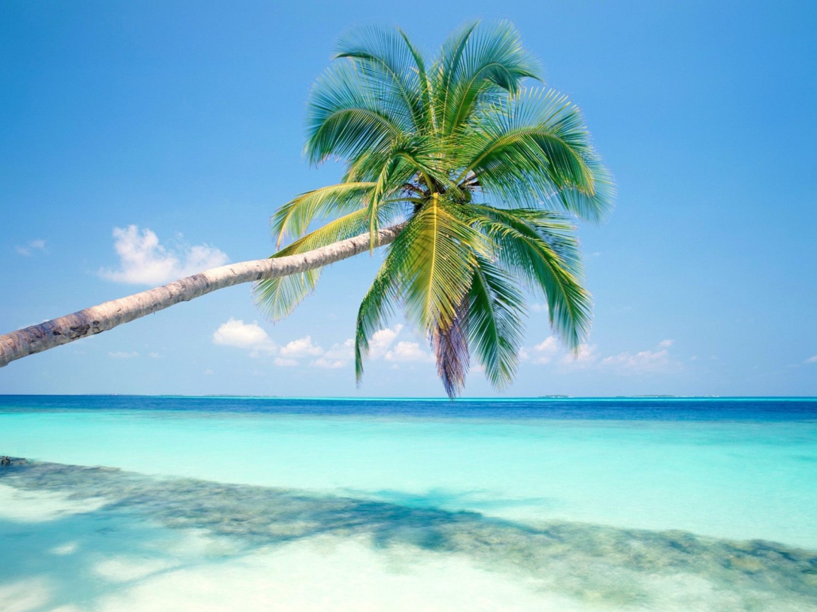 Blue Shore And Palm Tree screenshot #1 1152x864