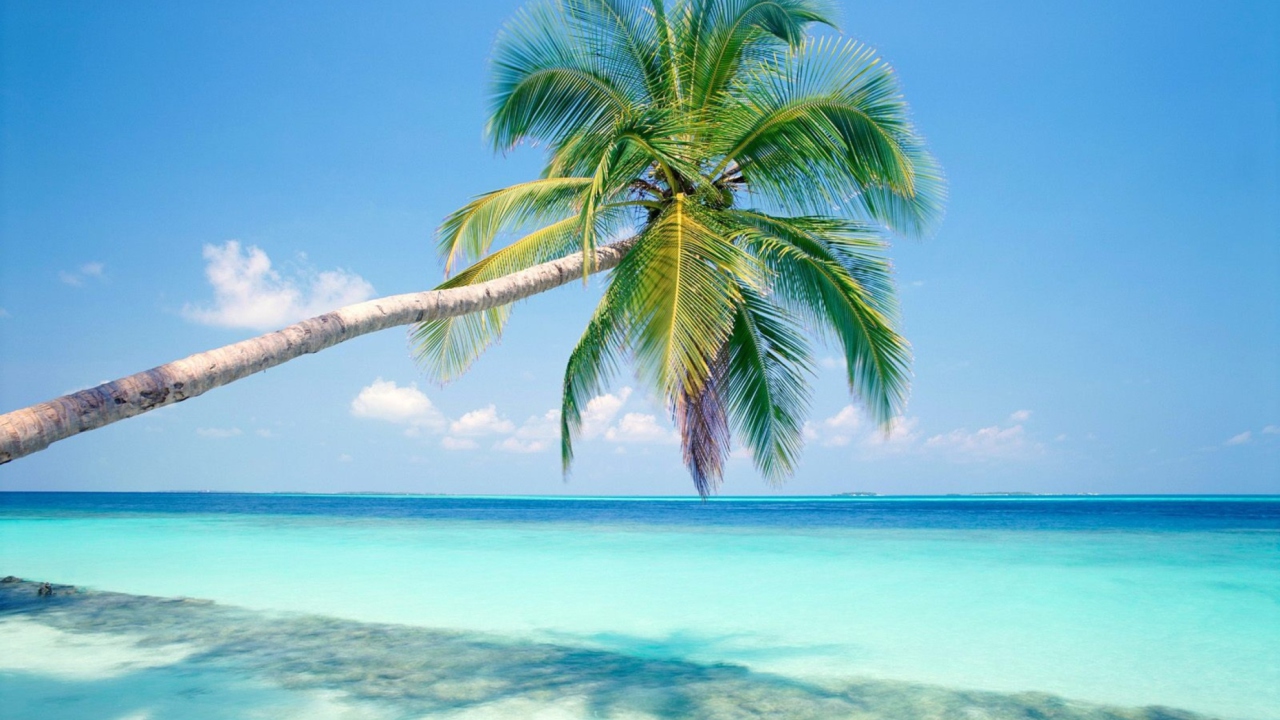 Fondo de pantalla Blue Shore And Palm Tree 1280x720