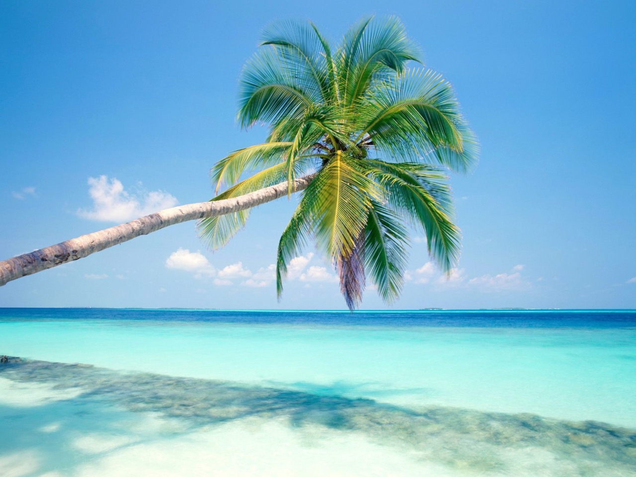 Blue Shore And Palm Tree wallpaper 1280x960