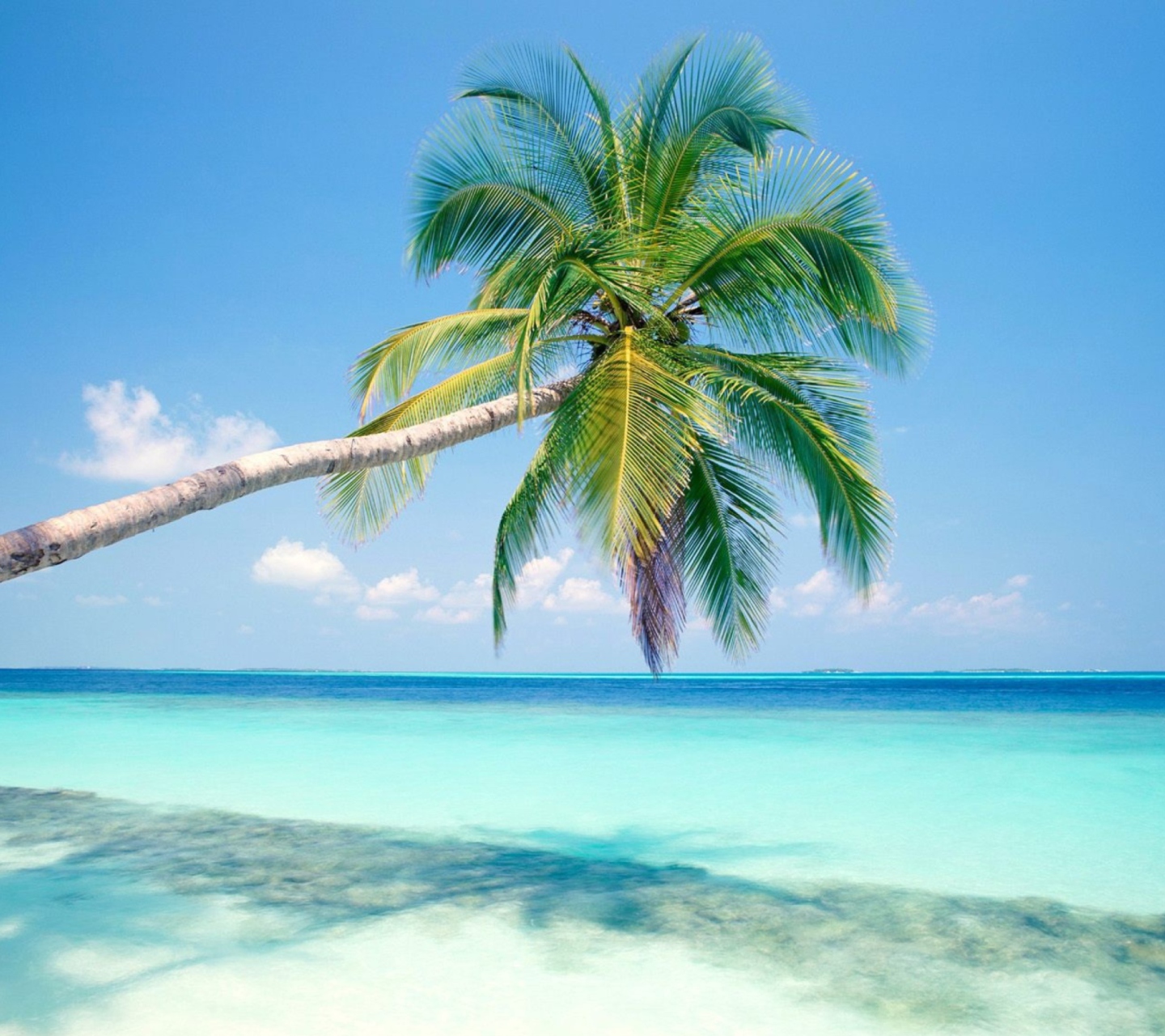 Das Blue Shore And Palm Tree Wallpaper 1440x1280