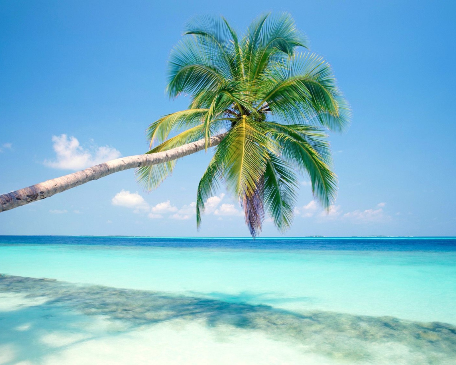 Blue Shore And Palm Tree wallpaper 1600x1280