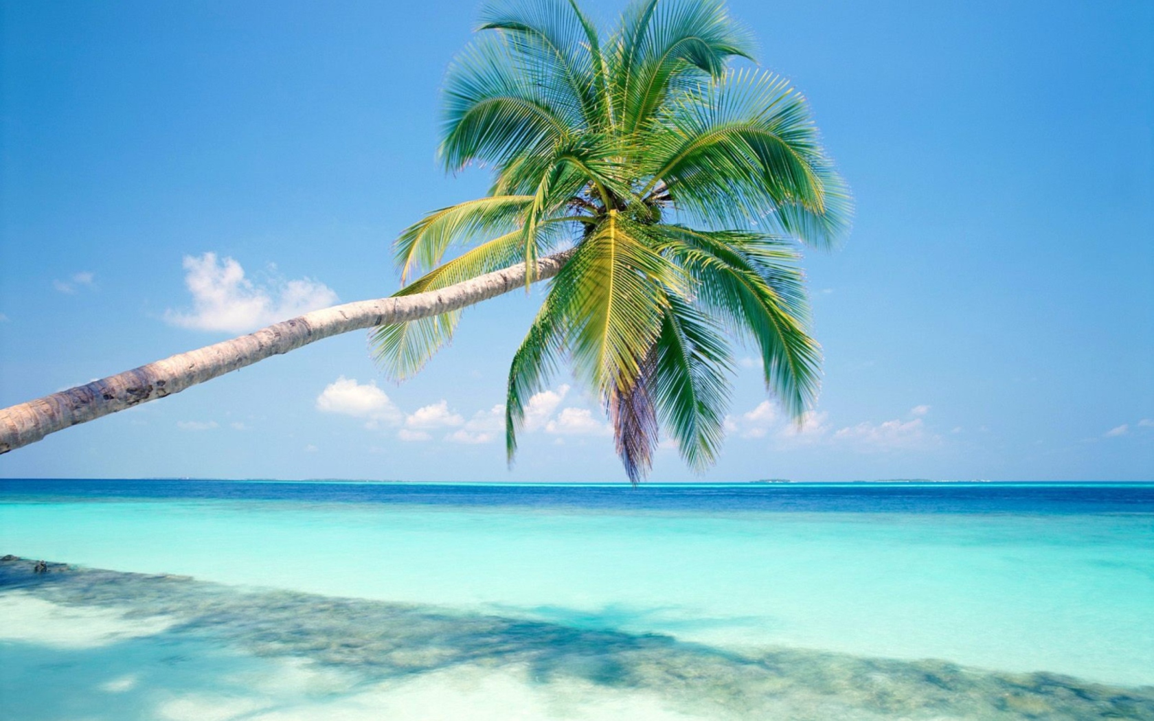 Blue Shore And Palm Tree screenshot #1 1680x1050