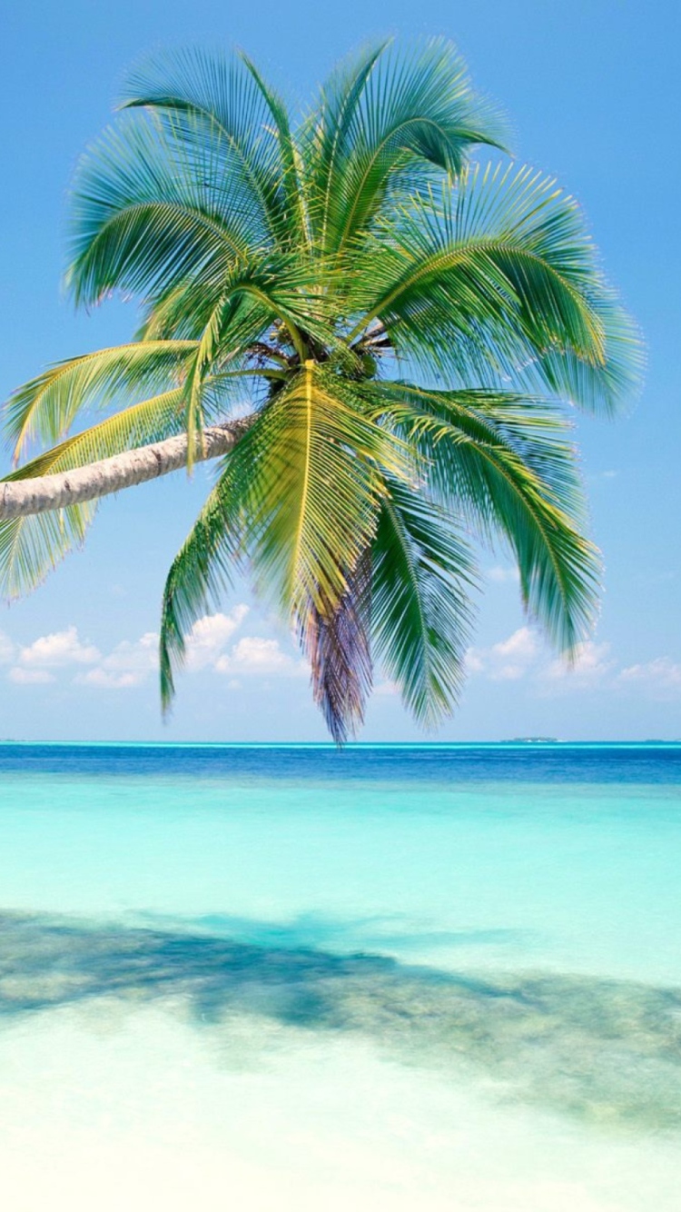 Blue Shore And Palm Tree wallpaper 750x1334