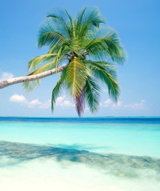 Blue Shore And Palm Tree - Obrázkek zdarma pro iPhone 4S