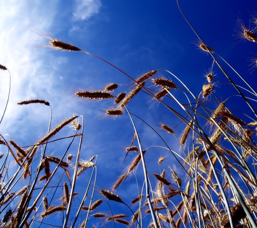 Das Wheat And Blue Sky Wallpaper 1080x960