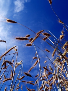 Das Wheat And Blue Sky Wallpaper 240x320