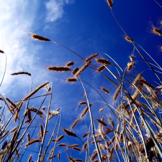 Wheat And Blue Sky - Obrázkek zdarma pro 208x208
