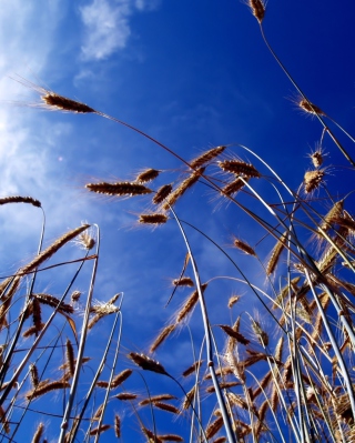 Wheat And Blue Sky - Obrázkek zdarma pro 360x640