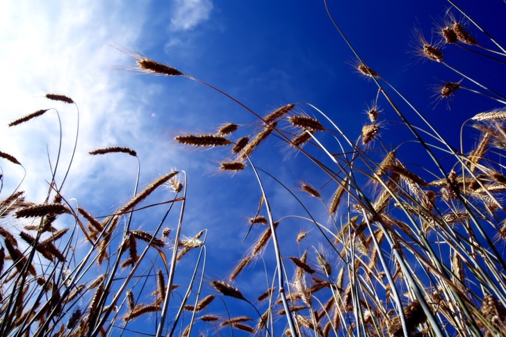 Wheat And Blue Sky wallpaper