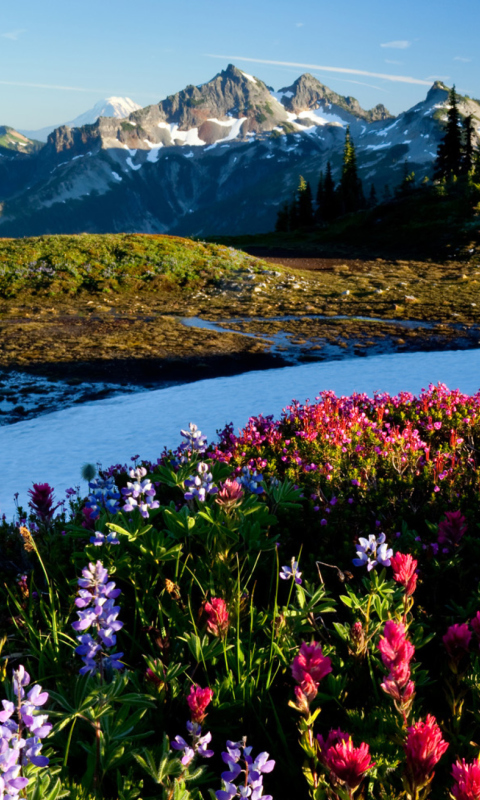 In Mountains wallpaper 480x800