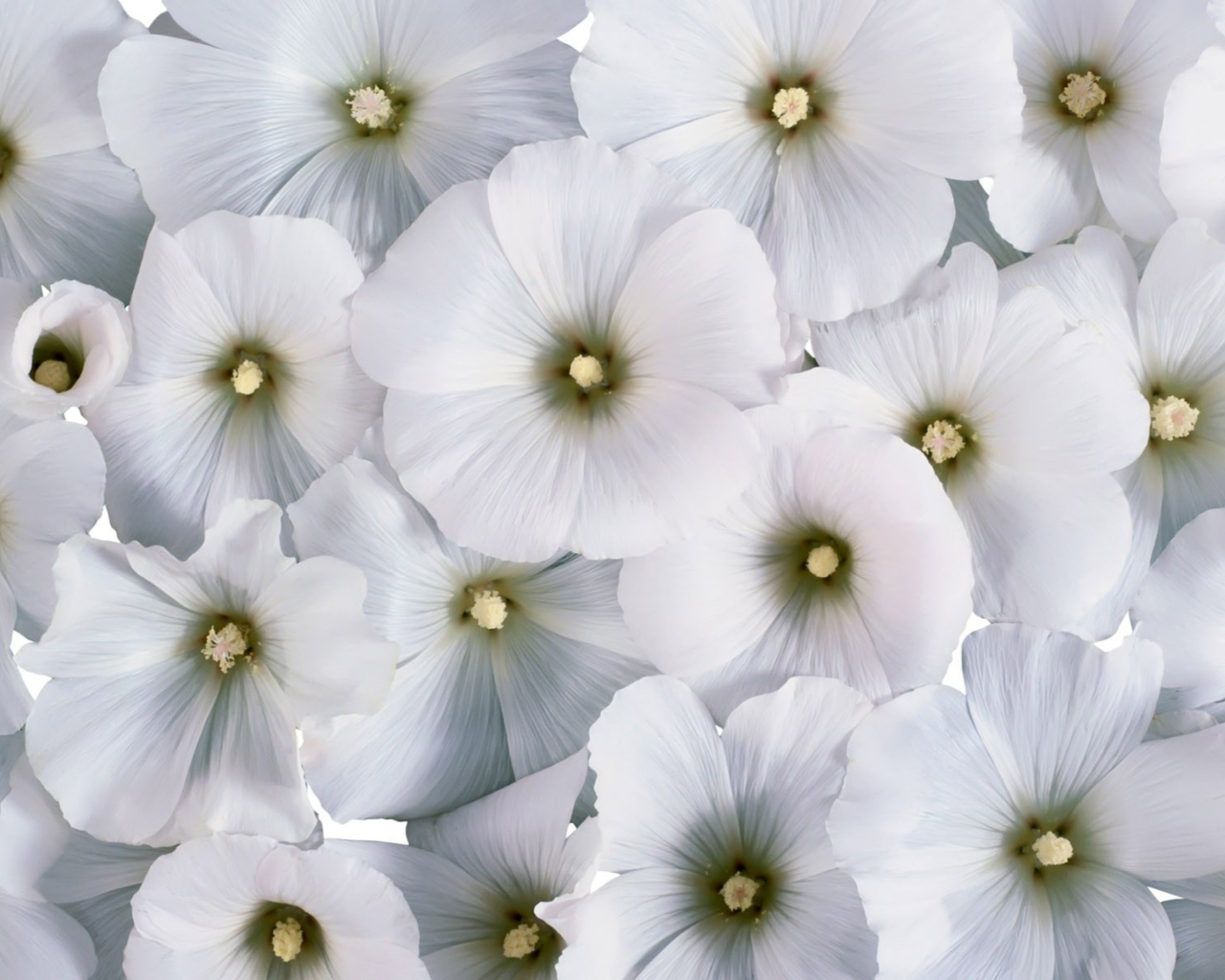 Screenshot №1 pro téma White Flowers 1280x1024