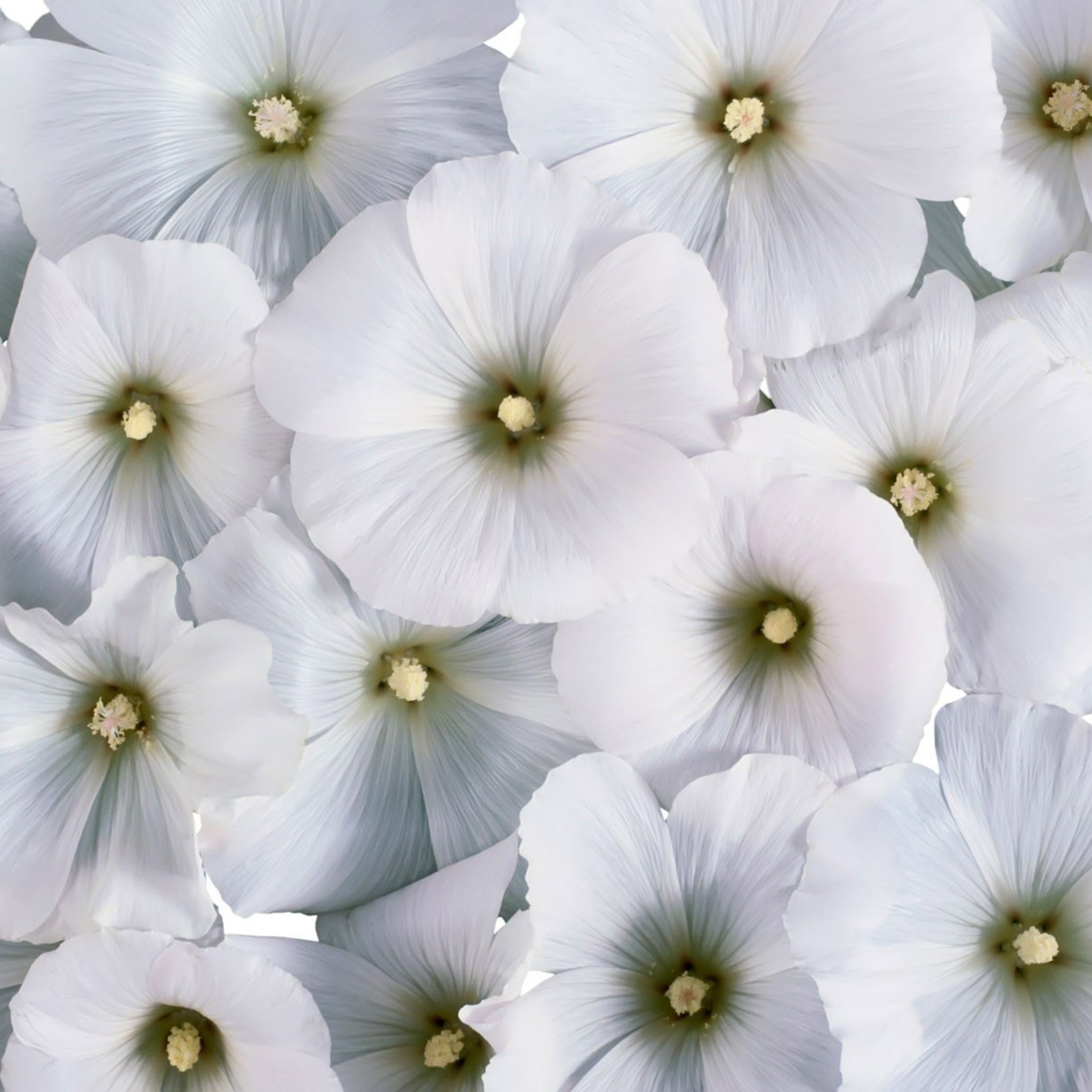 Fondo de pantalla White Flowers 2048x2048